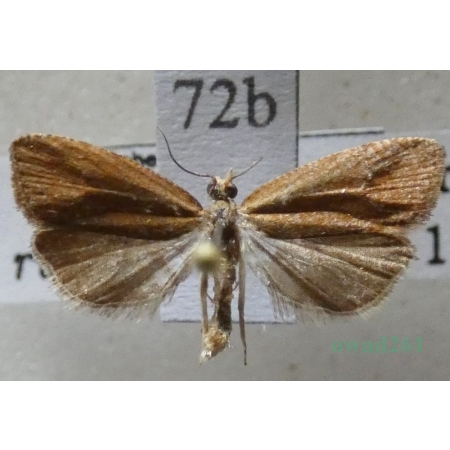 Acleris rufana (Denis & Schiffermüller, 1775) Czech72b
